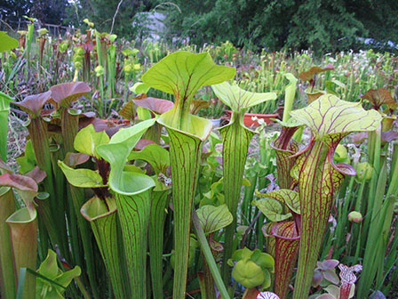 Botanical Gardens | Sarracenia Species